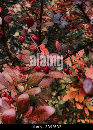 Selektive Fokus Schuss der Beeren von Berberitze auf Zweige Stockfoto