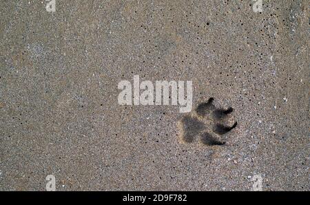 Hundepfote Fußabdruck auf einem Sandstrand. Die Idee der ​​walking Haustiere. Die Textur von nassem Sand. Abdrücke im Sand. Platz für Text kopieren. Stockfoto