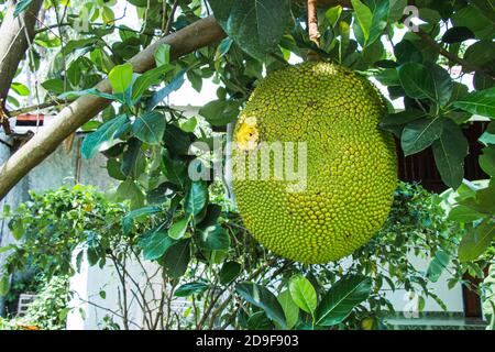 Große Jackfrucht auf dem Baum wurde gebohrt und zerstört sind Löcher aus Vogel-und Insekten-Garten im Hinterhof. Stockfoto