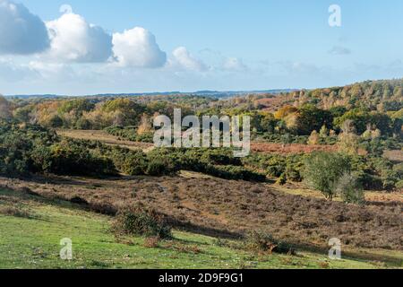 Heidenlandschaft oder Landschaft im New Forest National Park, Hampshire, England, Großbritannien Stockfoto