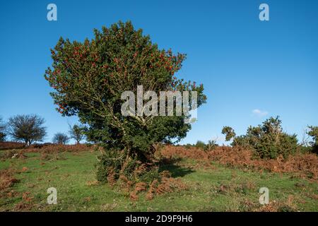 Einzelner Stechpalme (Ilex aquifolium) mit roten Beeren im November, Großbritannien Stockfoto