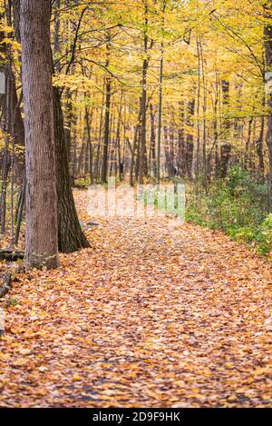 Laubwanderweg durch den Wald an einem Herbsttag. Stockfoto