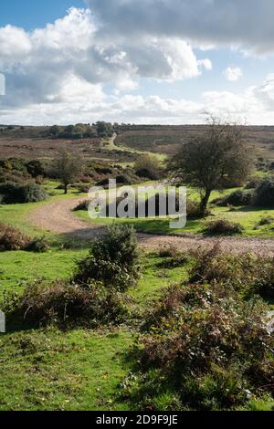 Heidenlandschaft oder Landschaft bei Ashley Walk im New Forest National Park, Hampshire, England, Großbritannien Stockfoto