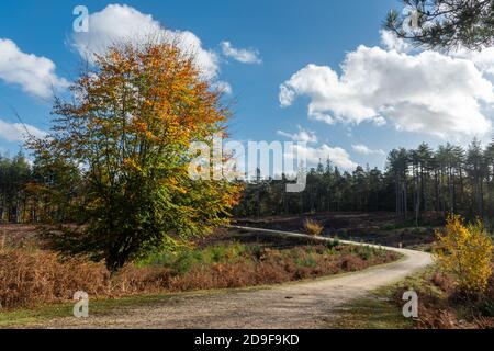 Ein Pfad oder Pfad durch ein klar gefälltes Gebiet in einer Nadelplantage im New Forest National Park in Hampshire, Großbritannien, im Herbst Stockfoto