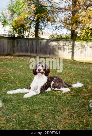 Erwachsene braun und weiß bernedoodle Hund sitzt auf dem Gras im Freien. Stockfoto