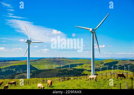 Kühe grasen neben modernen Mühlen, die Strom in der Sierra de Capelada produzieren. Cedeira, A Coruña, Galicien, Spanien, Europa Stockfoto