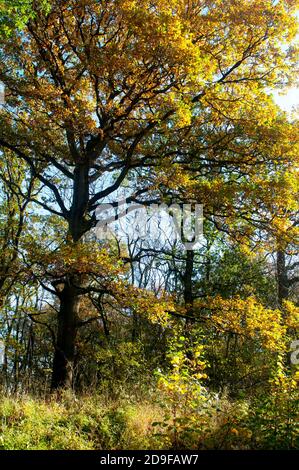 Eichenbäume im Herbst, Snitterfield Bushes Nature Reserve, Warwickshire, England, UK Stockfoto