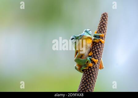 Grüner Baum fliegender Frosch auf Baumzweig Stockfoto