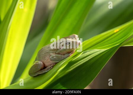 Weißer Baumfrosch auf dem Blatt Stockfoto