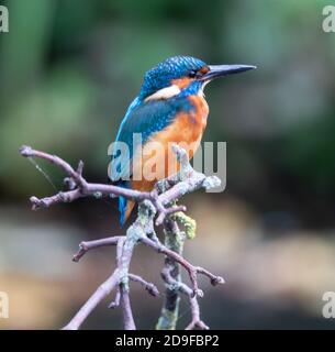 Eisvogel im Park von Pittville Cheltenham Stockfoto