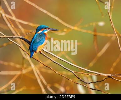 Eisvogel im Park von Pittville Cheltenham Stockfoto