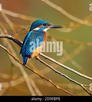 Eisvogel im Park von Pittville Cheltenham Stockfoto