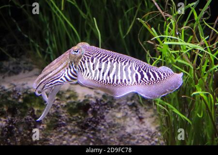 Helle Tintenfische schwimmen in ihrem Lebensraum Stockfoto