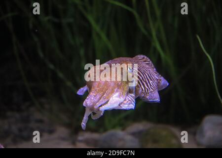 Helle Tintenfische schwimmen in ihrem Lebensraum Stockfoto