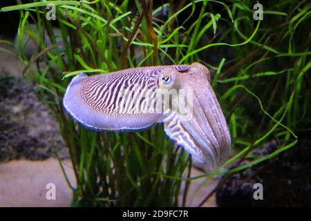 Helle Tintenfische schwimmen in ihrem Lebensraum Stockfoto