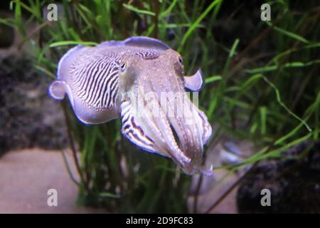 Helle Tintenfische schwimmen in ihrem Lebensraum Stockfoto