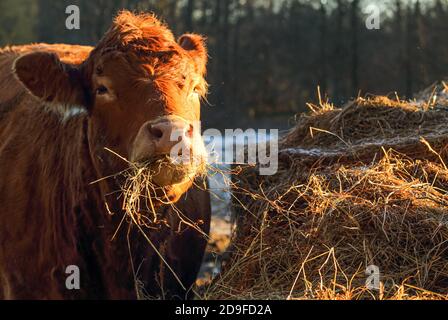 Ein Porträt der rotfarbenen Holstein-Kuh. Silage, Stroh ... sie isst gerne und vor allem viel und oft. Stockfoto