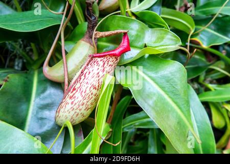 Nahaufnahme einer einzelnen rot gepunkteten tropischen Krug-Pflanze (Nepenthes), Gattung der fleischfressenden Pflanzen, auch bekannt als Affenbecher, mit leuchtend grünen Blättern Stockfoto