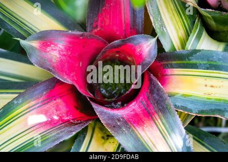 Bromeliad (Bromeliaceae) lebendige rosa Blume mit grünen Blättern und Wasser im Inneren, von oben nach unten Perspektive, Nahaufnahme. Stockfoto