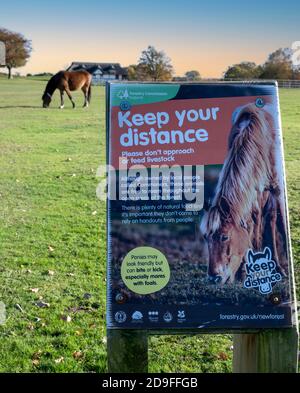 Besucher Warnschild - Halten Sie Ihren Abstand von New Forest Ponys - Boltons Bench, Lyndhurst, New Forest, Hampshire, England, Großbritannien Stockfoto