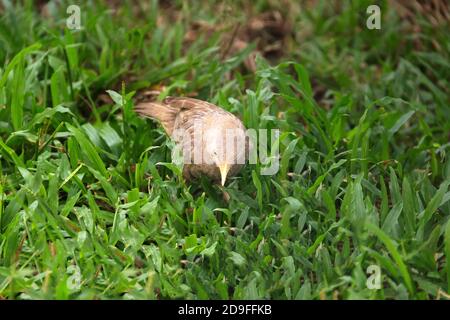 Ceylon Rufous Babbler (Turdoides rufescens) sammelt Futter auf dem Rasen. Sri Lanka endemische Arten, Dezember Stockfoto