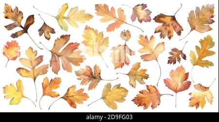 Herbstblätter von Weissdorn. Zusammensetzung der Blätter. Aquarell von Hand gezeichnet. Blumig und natürlich. Isoliert auf weiß Stockfoto