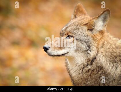 Ein Porträt eines Kojoten (Canis Latrans) im Herbst Stockfoto