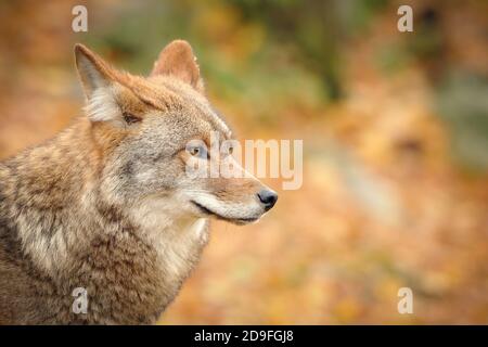 Ein Porträt eines Kojoten (Canis Latrans) im Herbst Stockfoto