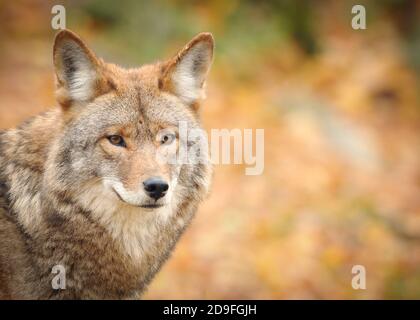 Ein Porträt eines Kojoten (Canis Latrans) im Herbst Stockfoto