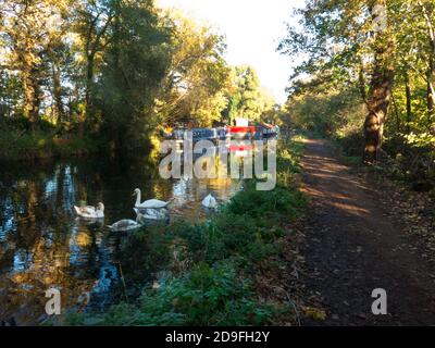 Herbst entlang des Basingtoke Canal bei West Byfleet Surrey, England Stockfoto