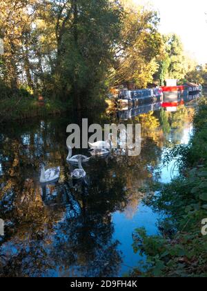 Herbst entlang des Basingtoke Canal bei West Byfleet Surrey, England Stockfoto