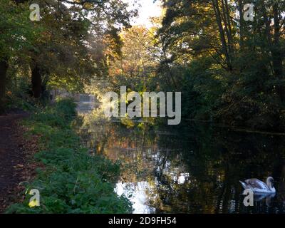 Herbst entlang des Basingtoke Canal bei West Byfleet Surrey, England Stockfoto