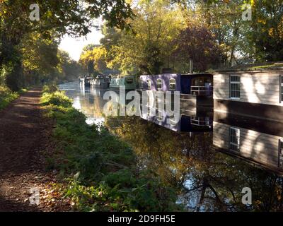 Herbst entlang des Basingtoke Canal bei West Byfleet Surrey, England Stockfoto