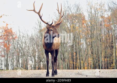 Ein Elch (Cervus canadensis), der an einem schönen Herbsttag im Wald steht. Stockfoto