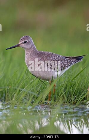 Geringerer Yellowlegs (Tringa Flavipes) Stockfoto