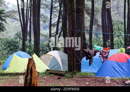 Vier gelbe und blaue Zelte, die im Pinienwald campen Stockfoto