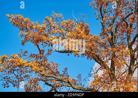 Bunte Herbstblätter einer Eiche (Gattung Quercus) im Sonnenlicht. Stockfoto