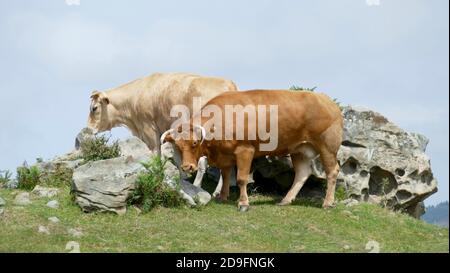 Ochse neben einem Felsen auf der Spitze eines Berges Stockfoto