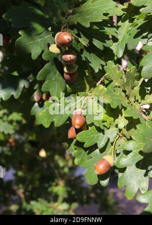 Krakau. Krakau. Polen. Stieleiche (Quercus robur). Eicheln auf dem Ast mit grünen Blättern. Stockfoto