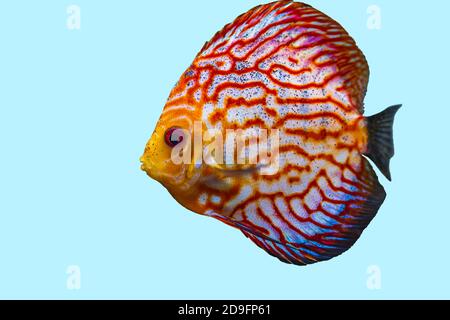 Nahaufnahme der wunderschönen Schachbrettmuster rote Karte Diskus Aquarium Fische isoliert auf blauem Hintergrund. Hobby-Konzept. Stockfoto