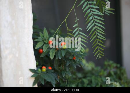 Nahaufnahme von roten und grünen runden Früchten, die an Pflanzenzweigen hängen. Stockfoto