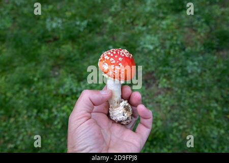 Rote Fliege Agaric Pilz in der Hand eines Pilzsammler an Ein Wald Stockfoto