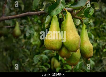 Birnenstrauß, der an einem Baumzweig in einem Obstgarten hängt, Haspengouw, Belgien, Europa Stockfoto