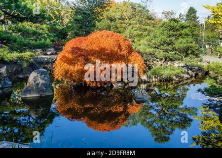 Ein Teich und japanischer Ahornbaum im Herbst. Aufgenommen in Seatac, Washington. Stockfoto