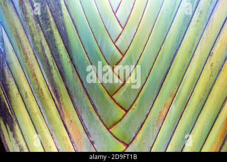 Nahaufnahme Detail von Palmenzweigen im Amazonas Regenwald im Sommer sonnigen Tag. Selektiver Fokus. Konzept von Natur, Umwelt, Pflanze, Ökologie. Stockfoto