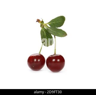Cluster von saftigen roten Kirschen mit Stengelblättern isoliert auf Ein weißer Hintergrund Stockfoto