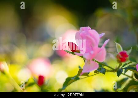 Rote Rose Knospe auf dem Zweig im Fokus Stockfoto