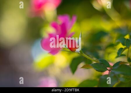 Rote Rose Knospe auf dem Zweig im Fokus Stockfoto