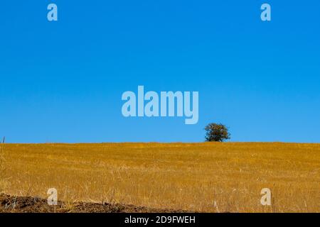 Ein einsamer Baum in der Steppe Stockfoto