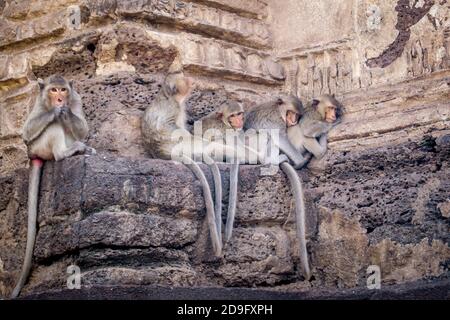 Makaken-Affen schlafen an einer Wand Stockfoto